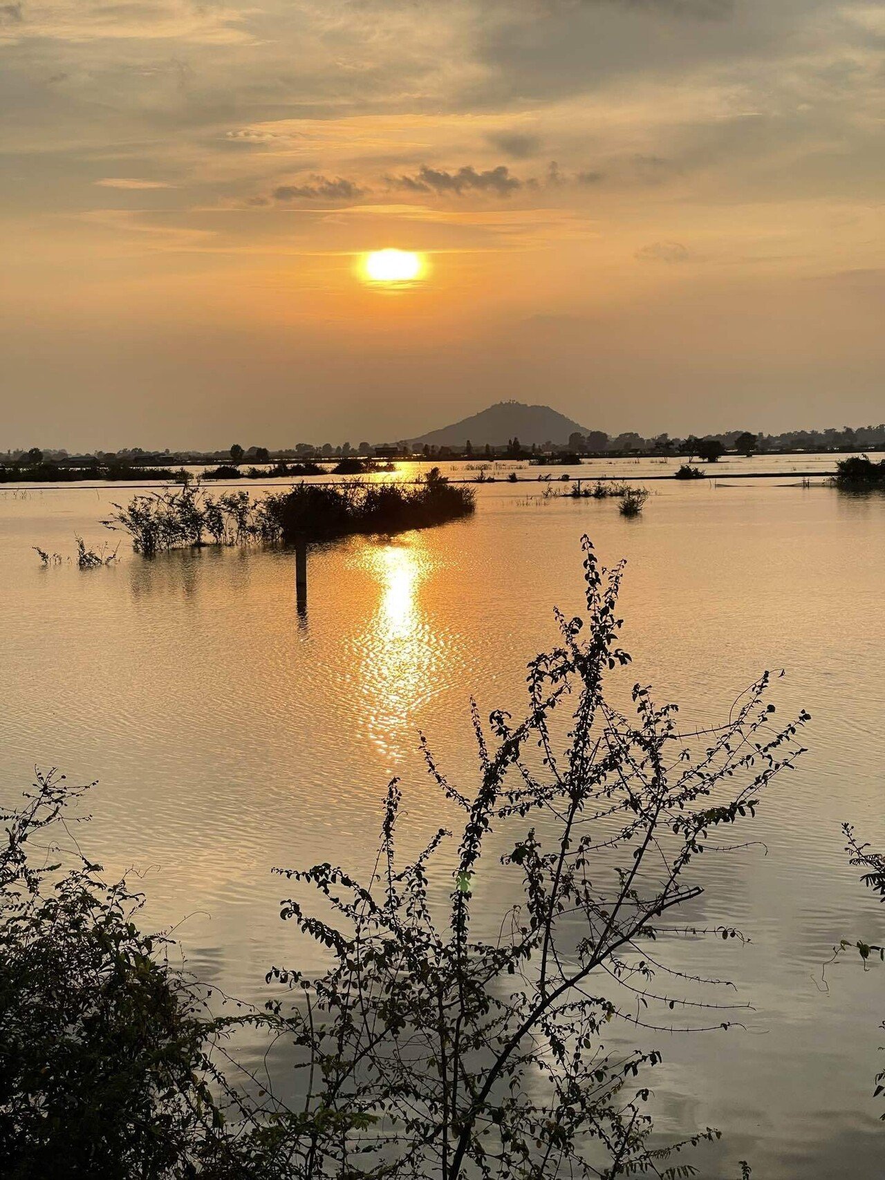 油彩原画 カンボジアの森の夕日　F 6号 油彩原画 カンボジアの森の夕日 F 6号 油彩原画 カンボジアの森の