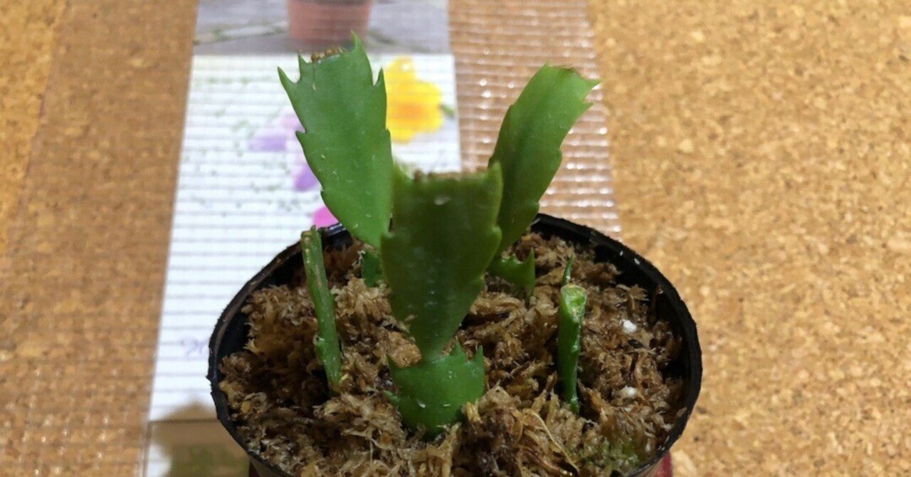 シャコバサボテンの挿し木🌵この季節に!?｜穂の気ままライフ