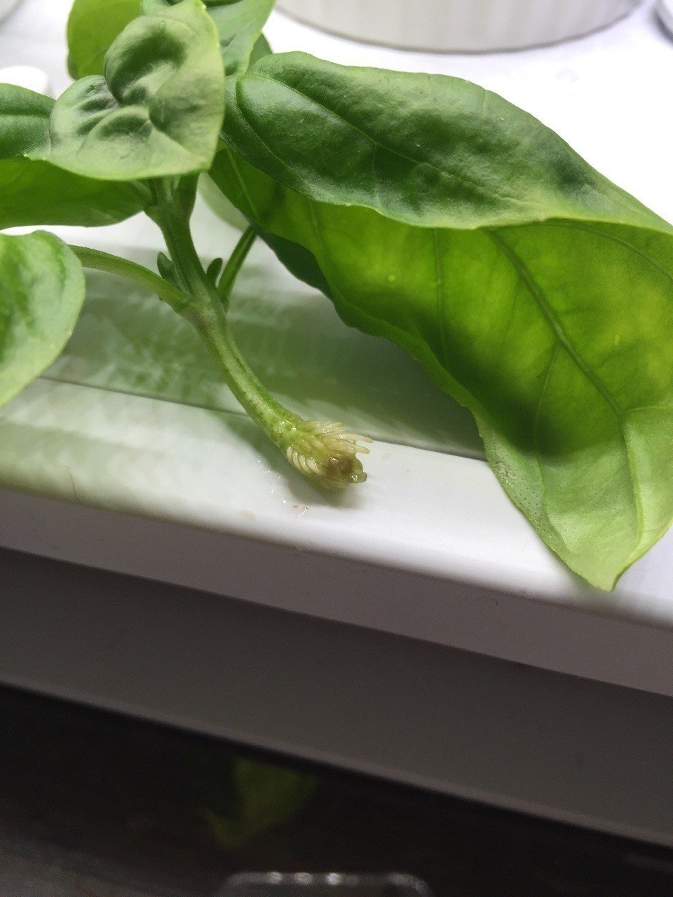 家庭菜園室内14 12 28 無事にバジルに根が出たので グリーンファームに移し替える 大葉は失敗したみたい ｰ ｰ Dss Note