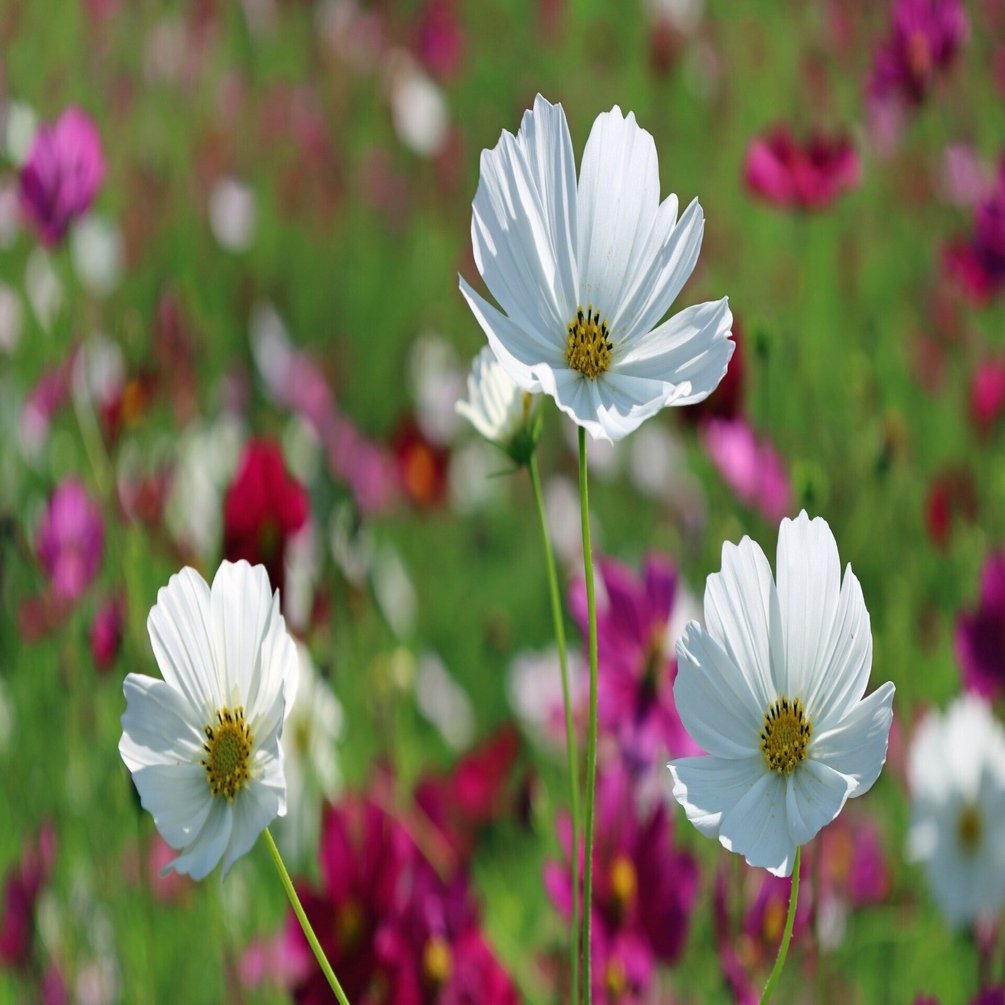 温故知新（29）縄文のビーナス（棚機津女） 市杵島姫命 棚畑遺跡