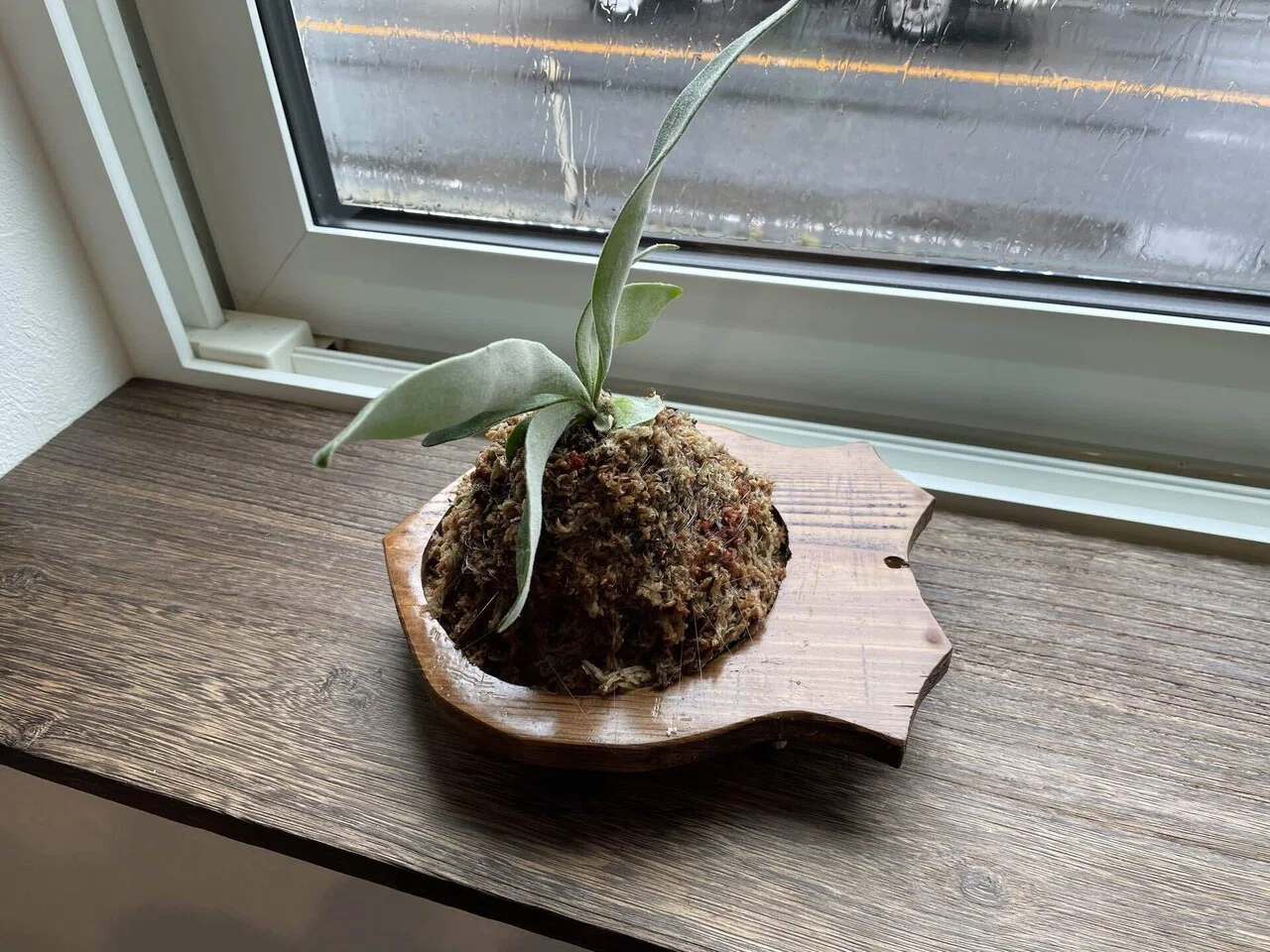 ビカクシダの板をDIY｜naoto