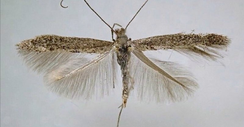 ヒルガオハモグリガの謎―身近な小蛾類の不思議な生態―