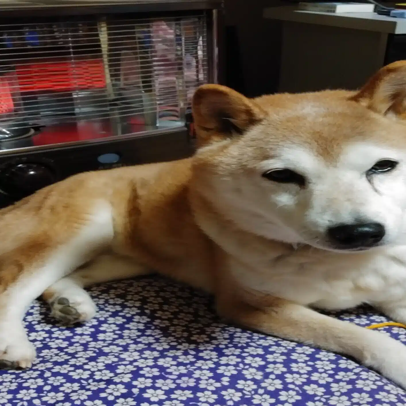 しい