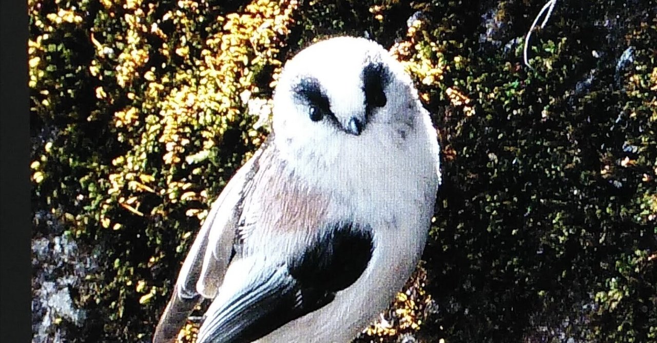 奥日光のエナガ ｜奥日光 letter