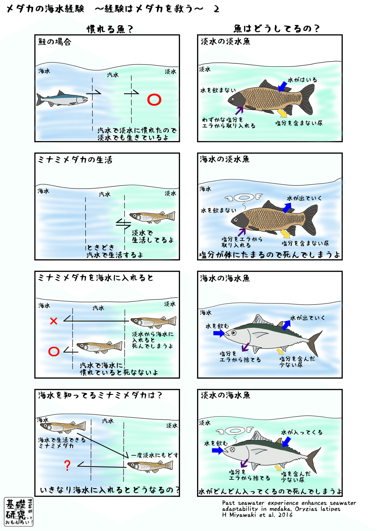 メダカの海水経験 経験はメダカを救う Page 2 かわいせーざん 基礎研究っておもしろい 生物編 Note
