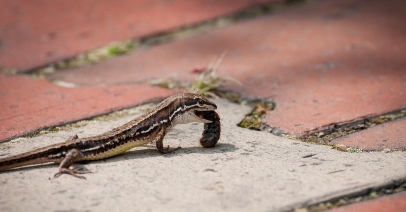 自宅から徒歩圏内で野生動物を撮る 身近な自然の楽しみ方 04 Sinh Note