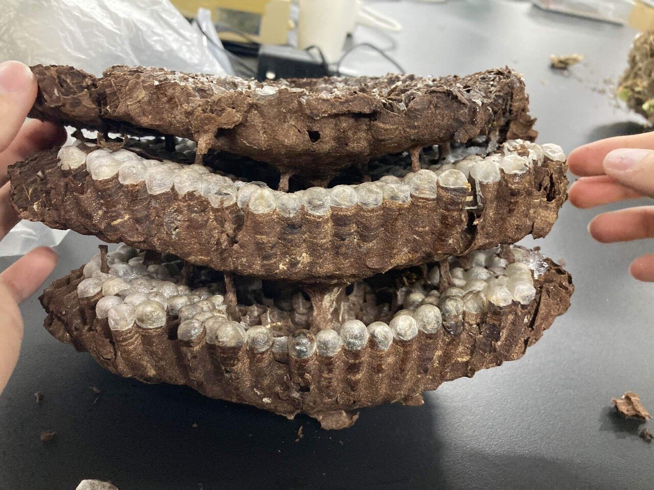 蜂の巣を解剖してみた｜ばっつ