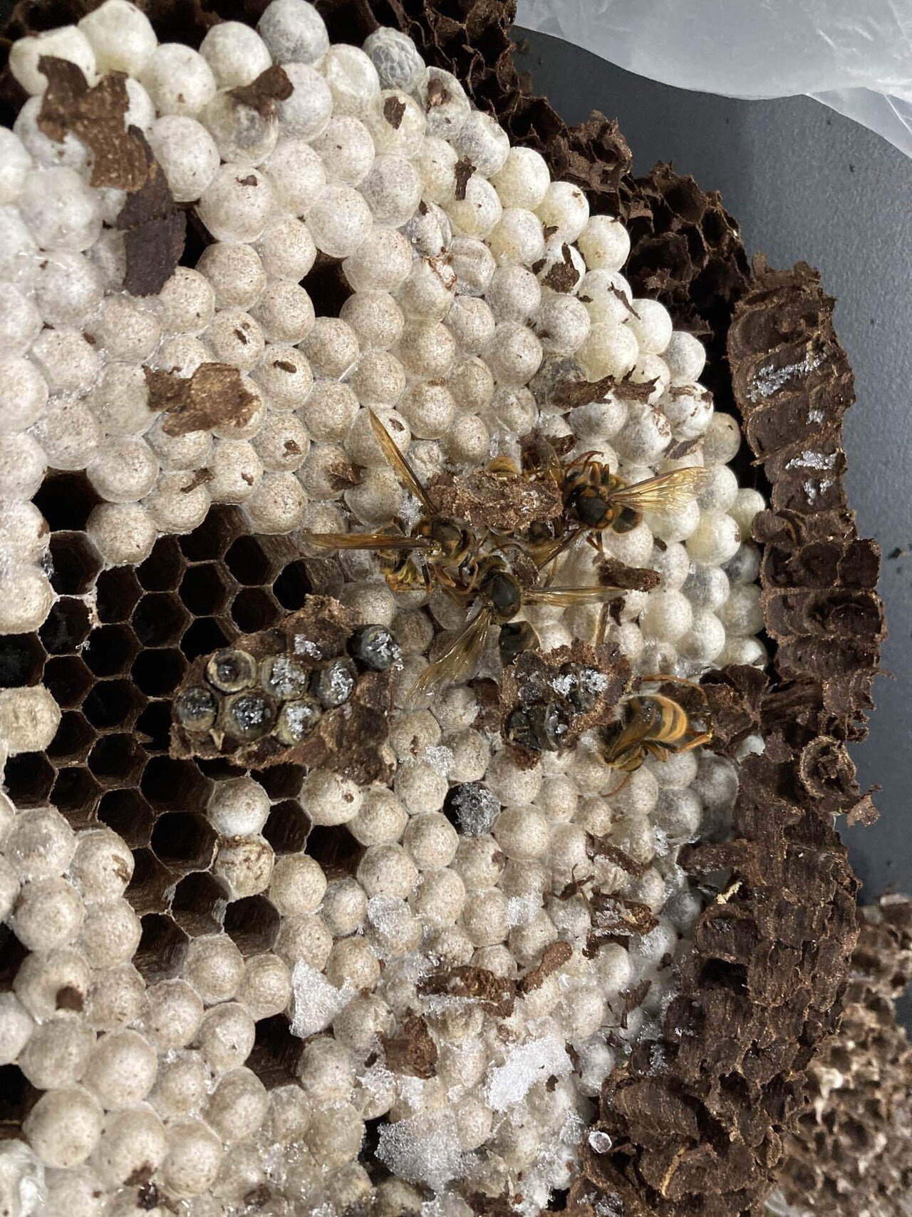 蜂の巣を解剖してみた｜ばっつ