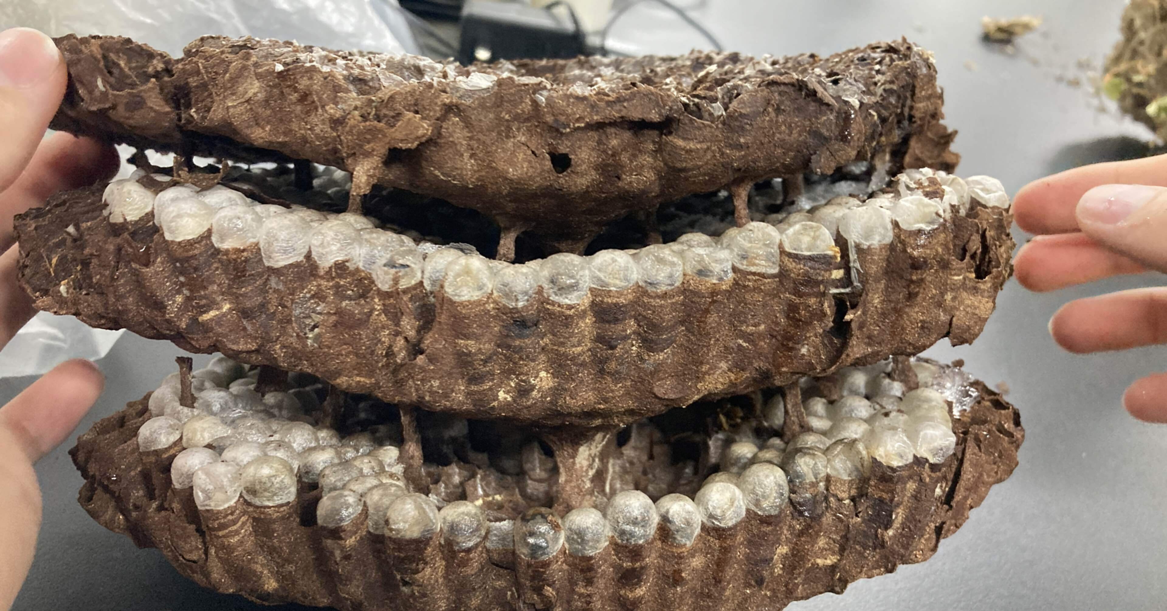 蜂の巣を解剖してみた｜ばっつ