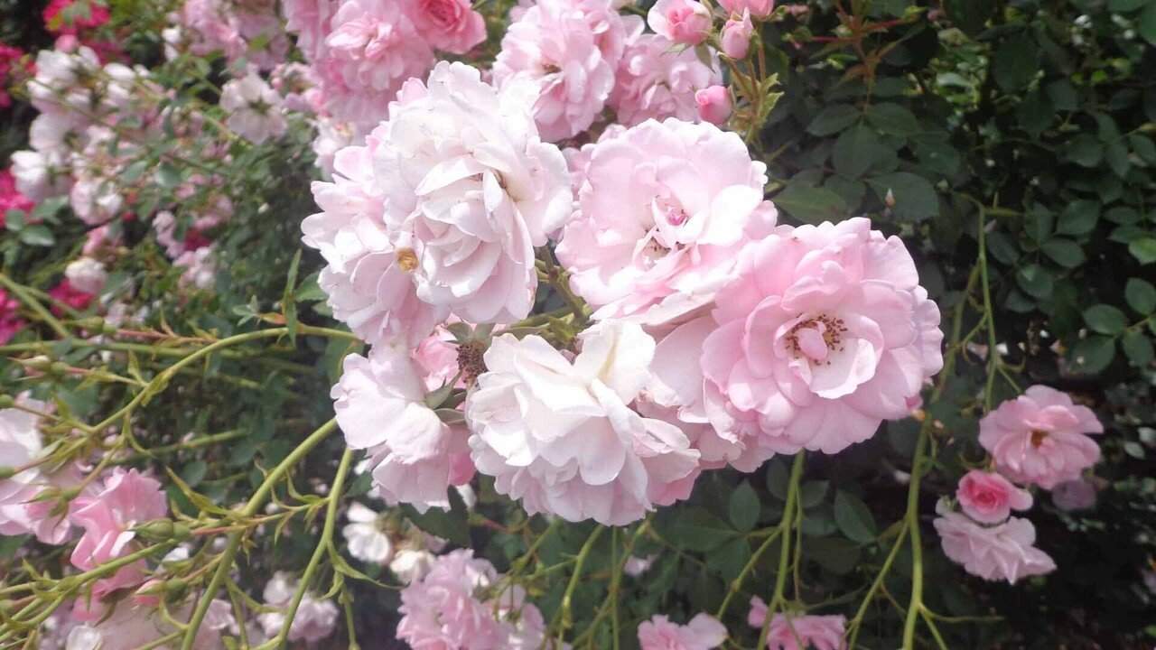 半田山植物園_5月28日__バラ_優和_