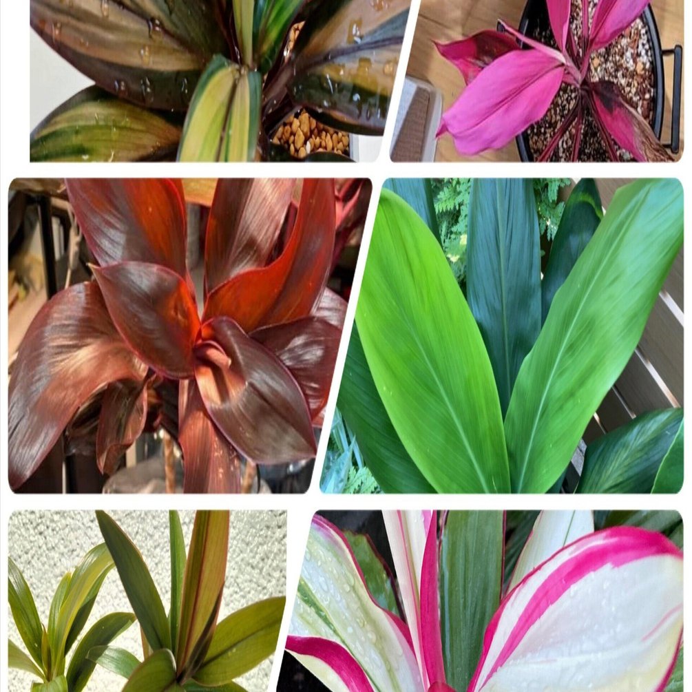 コルジリネ　チャイナボーイ（ドラセナ） コルジリネ チャイナボーイ（ドラセナ） 希少種！コルジリネ チャイナ