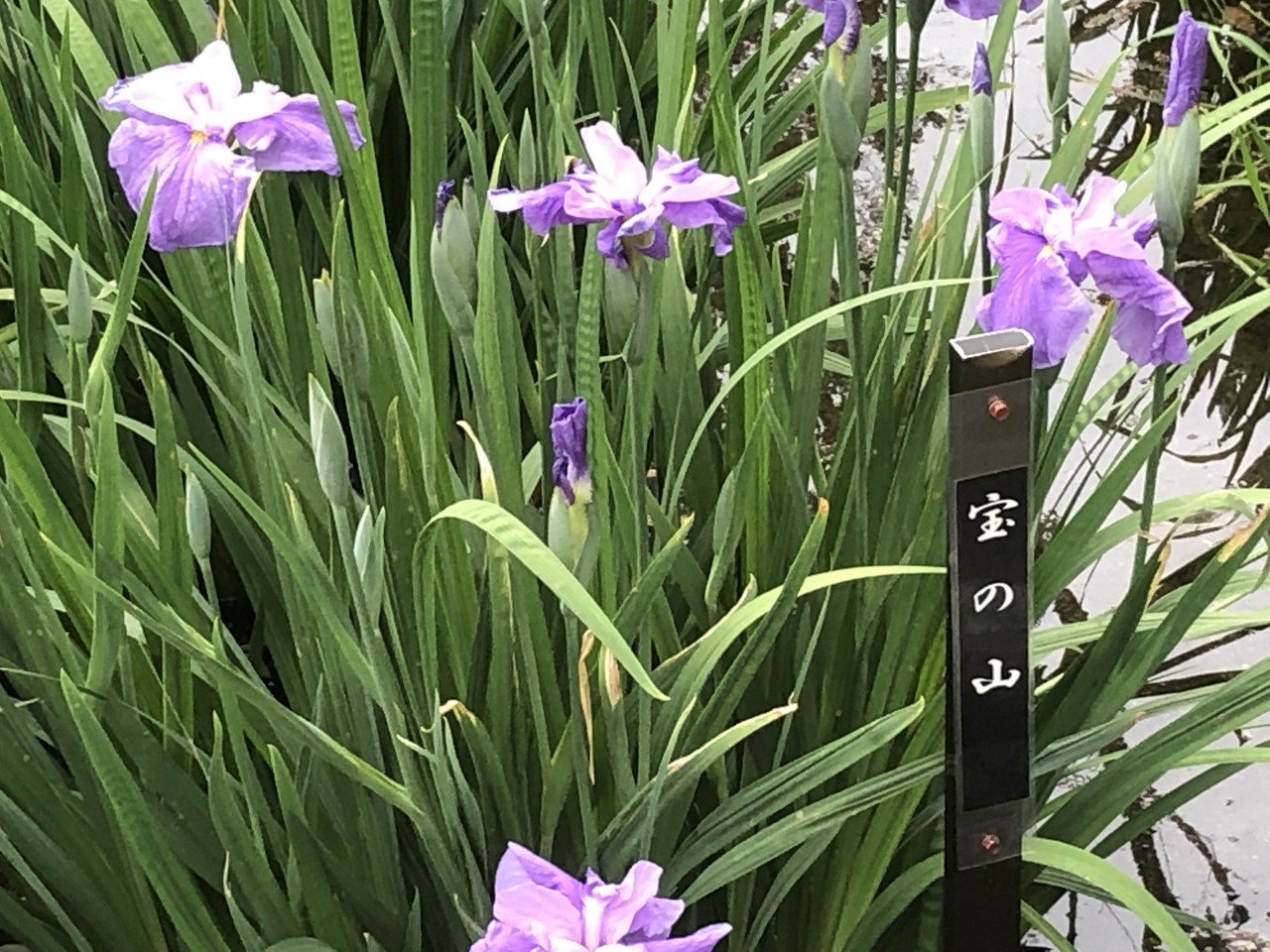 ハナショウブとアヤメとかきつばたの違いを御存知ですか 菖蒲園に行ってきました 旅野そよかぜ 旅と歴史と東南アジア小説 Note