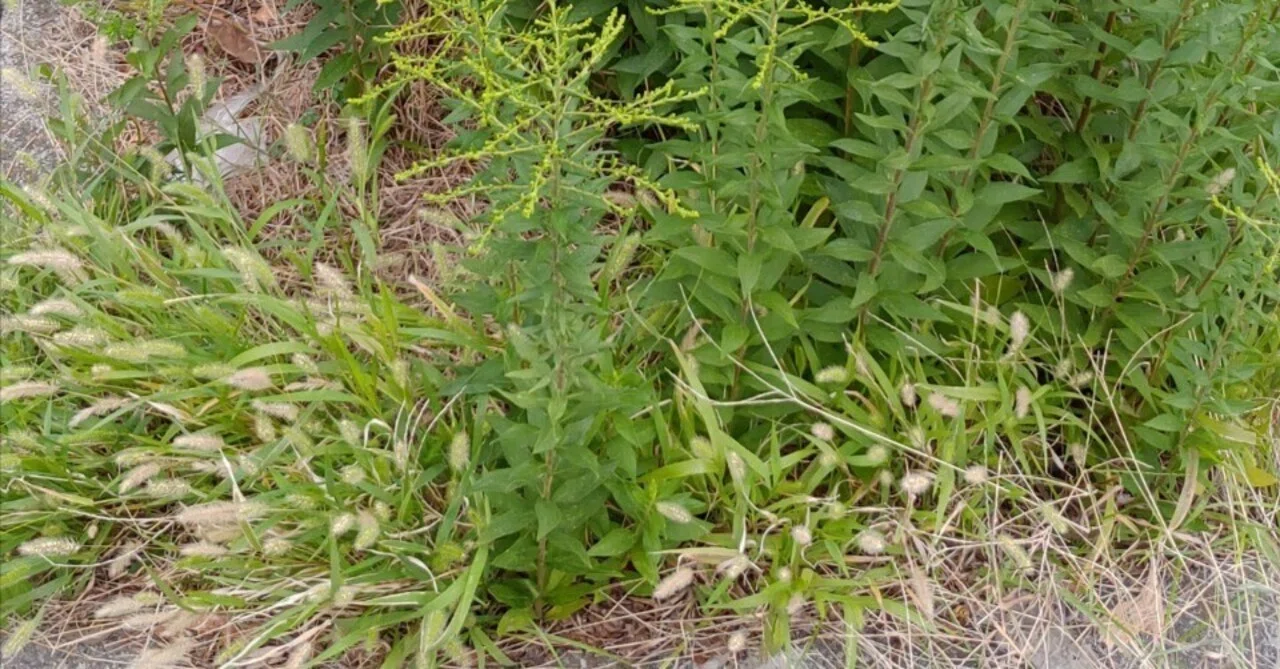 雑草の話で草生やす｜aizuk
