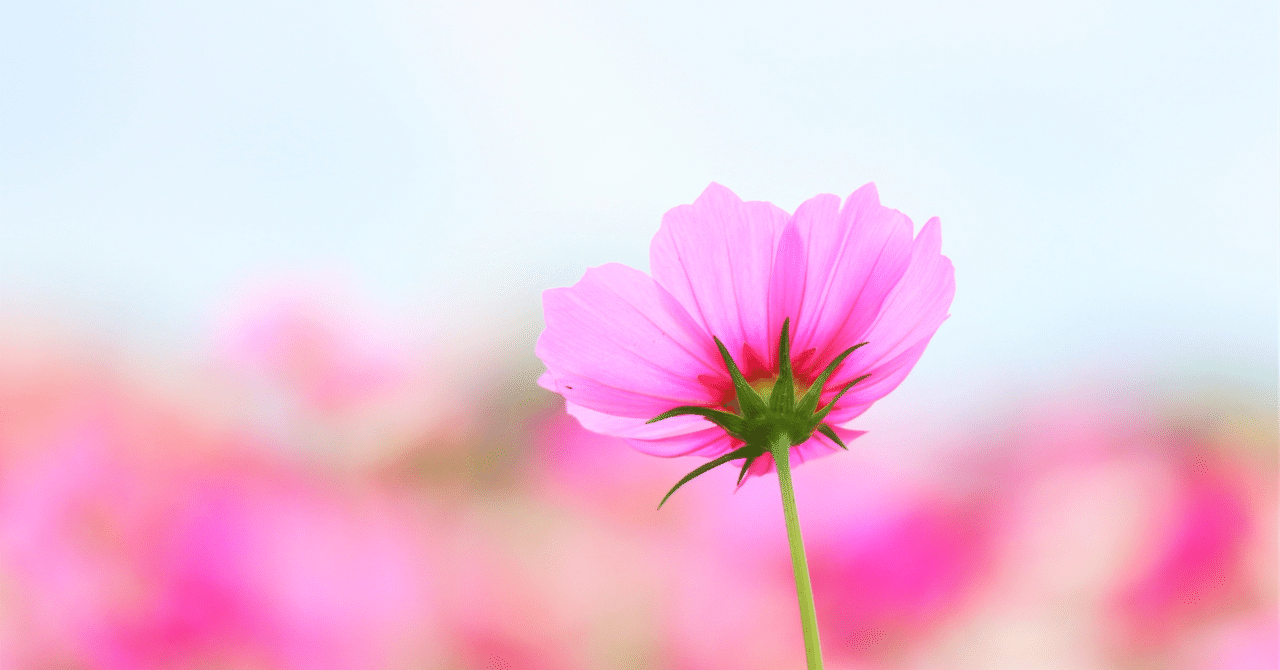 ネタバレ 映画「BALLAD 名もなき恋のうた」｜sakuranboのパレット