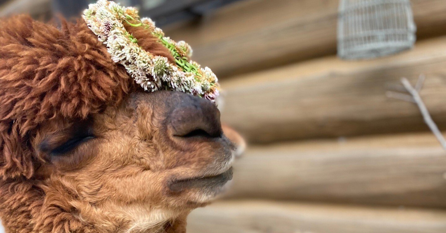 ハンサ アルパカ アルパカ 100 | HANSA