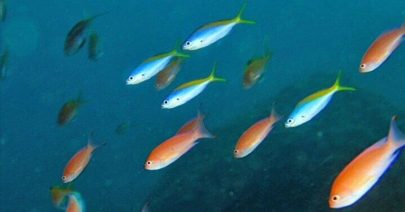 ここは駿河湾なのか