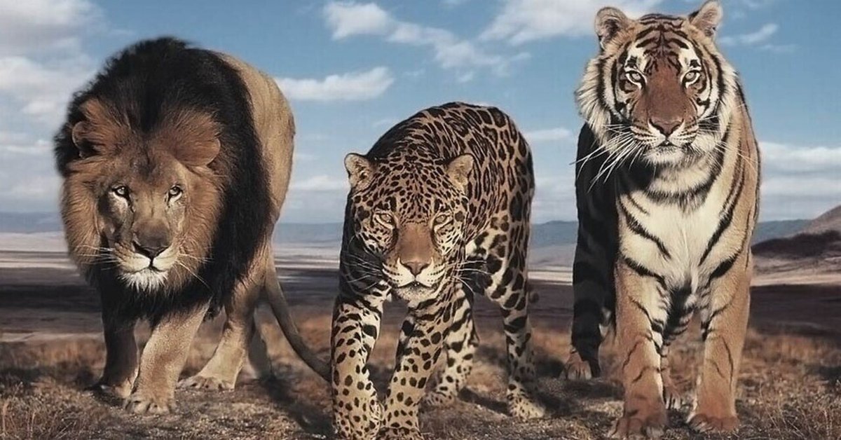 ピューマ 額装付 猫 ライオン チーター #1 The Cheetah Cubs Got Lost in the Fight Between Lions and