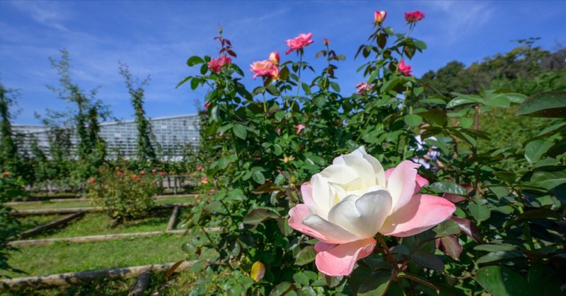 第二弾　花の秋〜神代植物公園〜2023/10/19