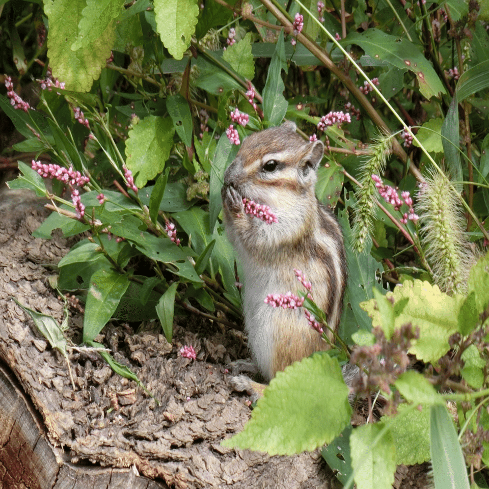 さいたま市市民の森 りすの家｜りすす