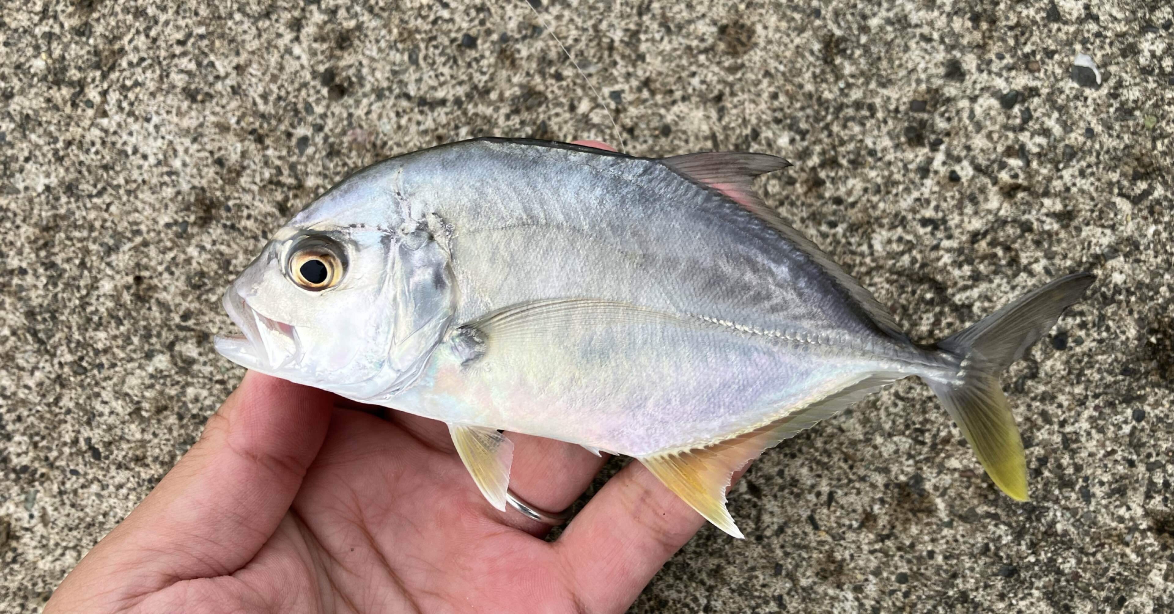 ライトゲーム：1：メバル：メッキ：シーバス：トラウト：アジング：ブラックバス ライトゲーム：1：メバル：メッキ：シーバス：トラウト：アジング