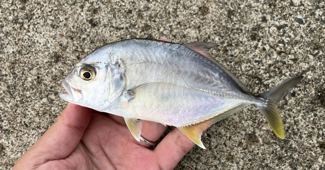 メッキ釣りに活躍しそうなロッドをまとめてみた｜釣りおんす