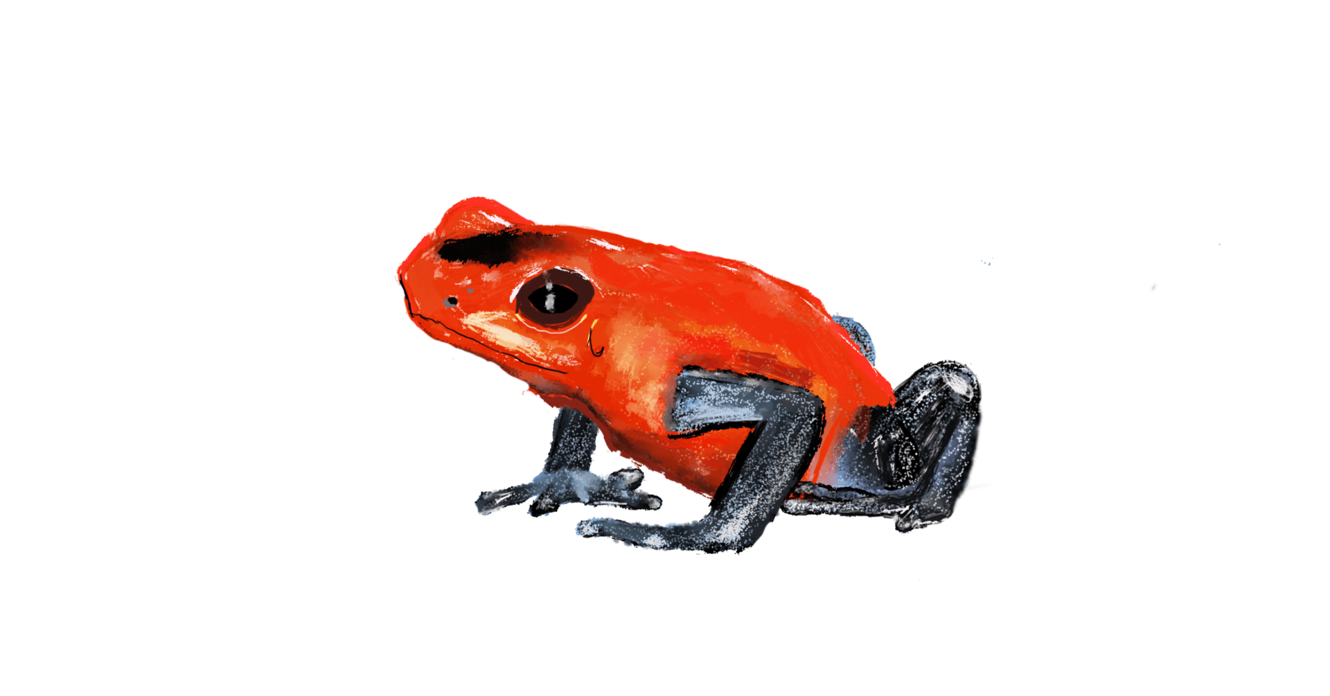 世界カエル図鑑300種｜弟切千隼