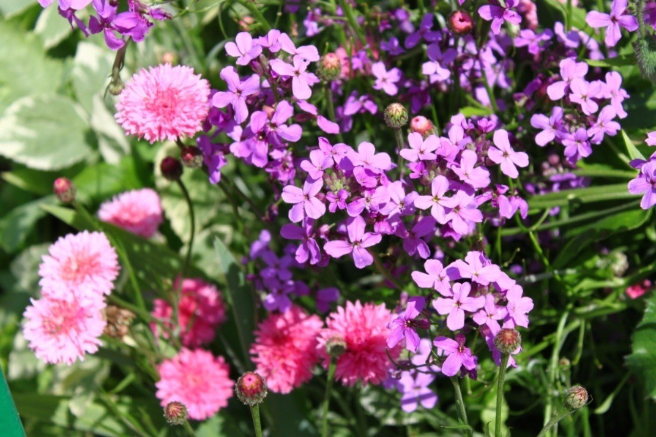 花の名前を知らない女の子 岩代ゆい Note