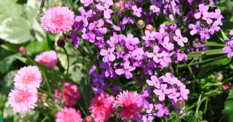 花の名前を知らない女の子 岩代ゆい Note