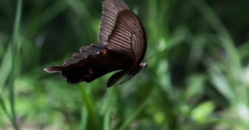 蝶が飛ぶ 季節ではないが ｒａｃｏｃｏ Note