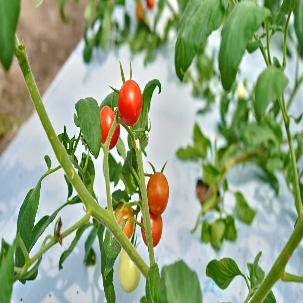 旬の「樹上完熟」野菜を届ける麻王伝兵衛さんのトマトとイチジク｜Park