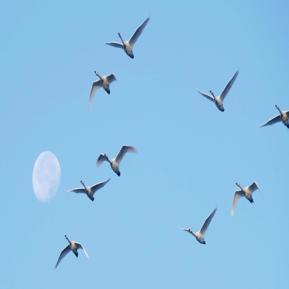 夕焼け鳥の休息 長野市の空を見上げたら「火の鳥」の群れ？ その正体は…｜信濃毎日新聞