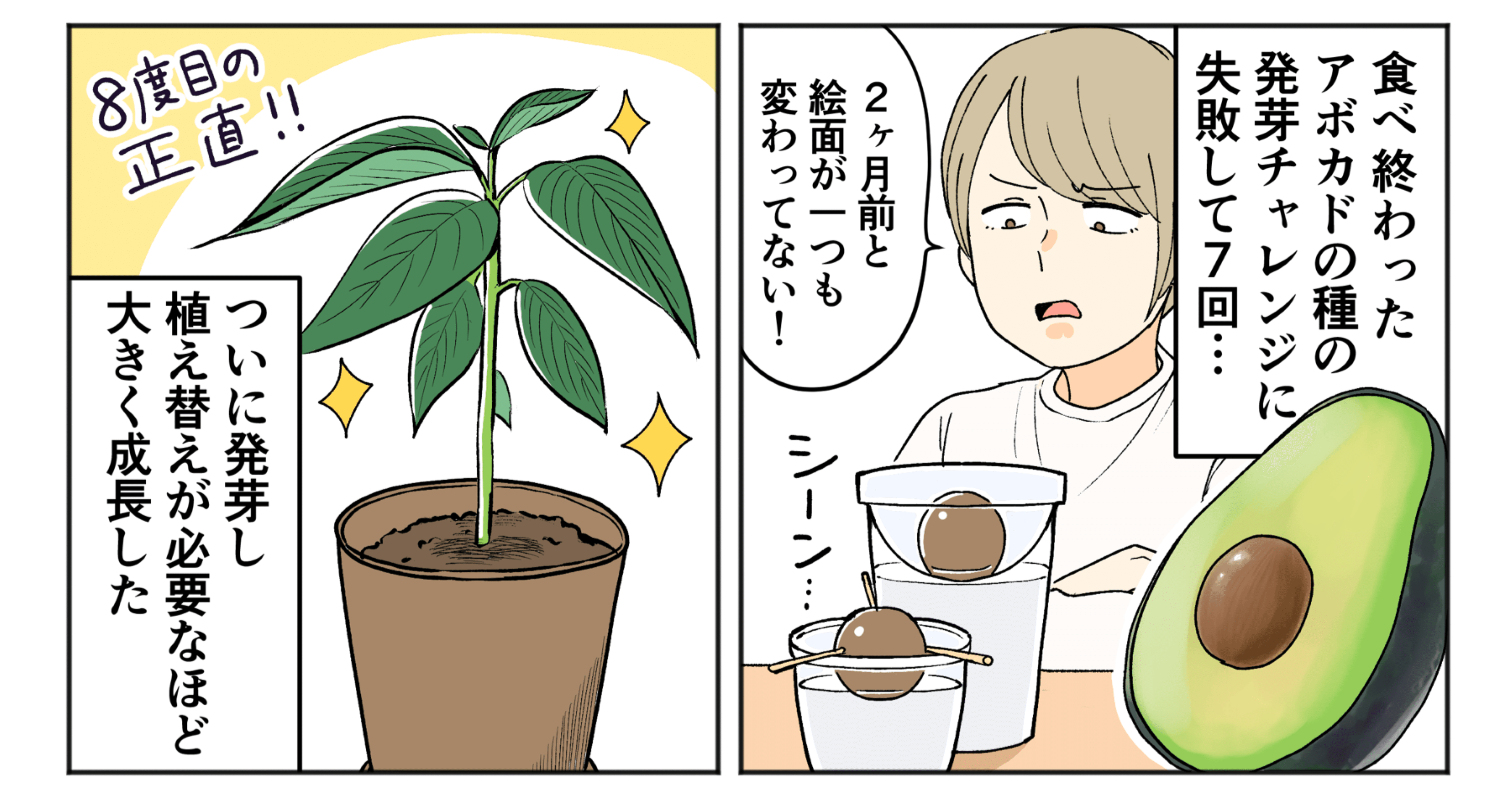 アボカド成長日記｜西野みや子