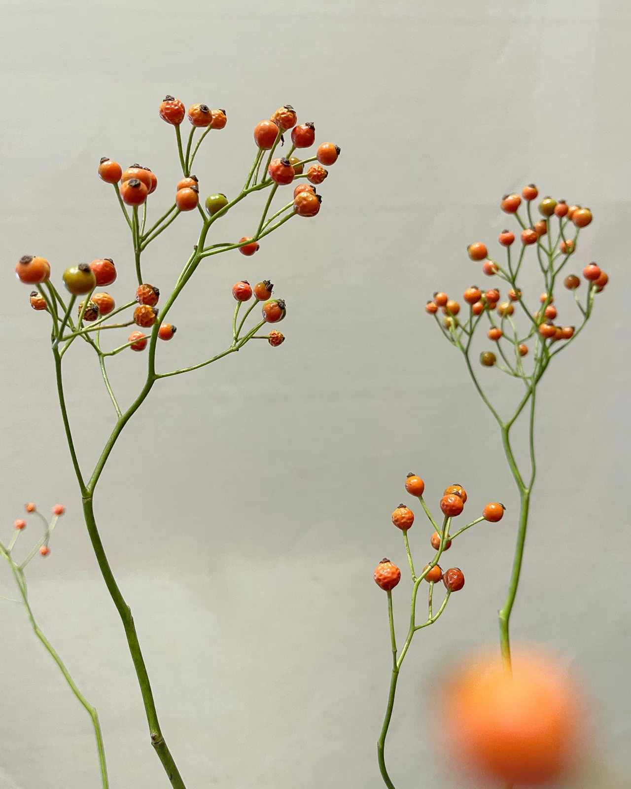 秋におすすめの実物🍂｜D.STYLE