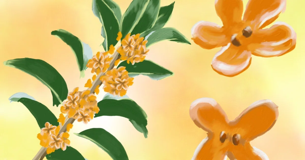 無農薬 金木犀 キンモクセイ きんもくせい 花びら 無農薬 金木犀 キンモクセイ きんもくせい 花びら