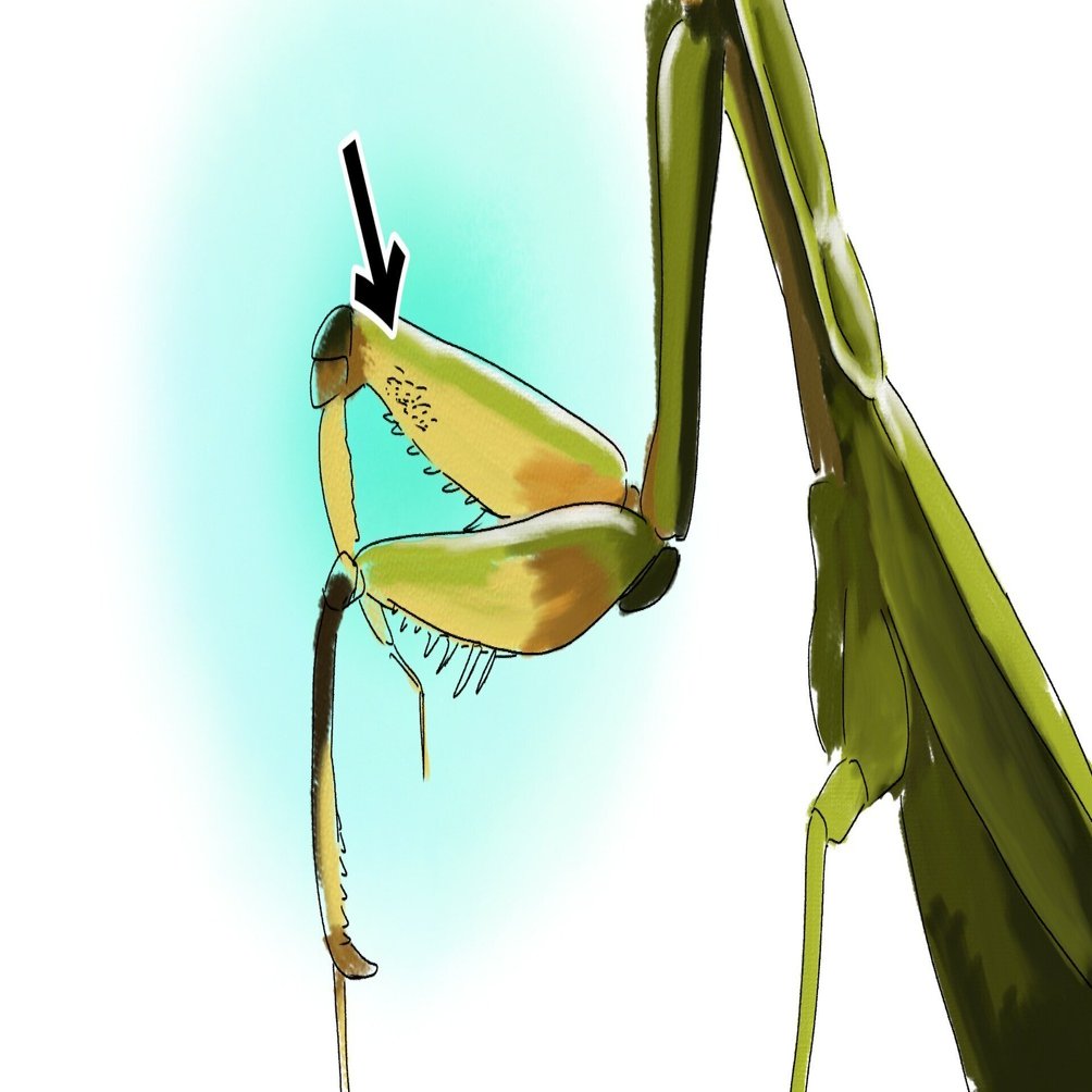 カマキリのカマはブラシ付き｜くますけ｜自然ガイド・クリエイター