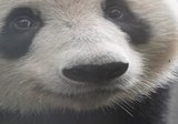 雅安碧峰峡大熊猫基地限定 シャンシャン ブロマイドセット　30枚セット 馬油×さくら 3種セット | 草津温泉 ホテル一井 公式通販