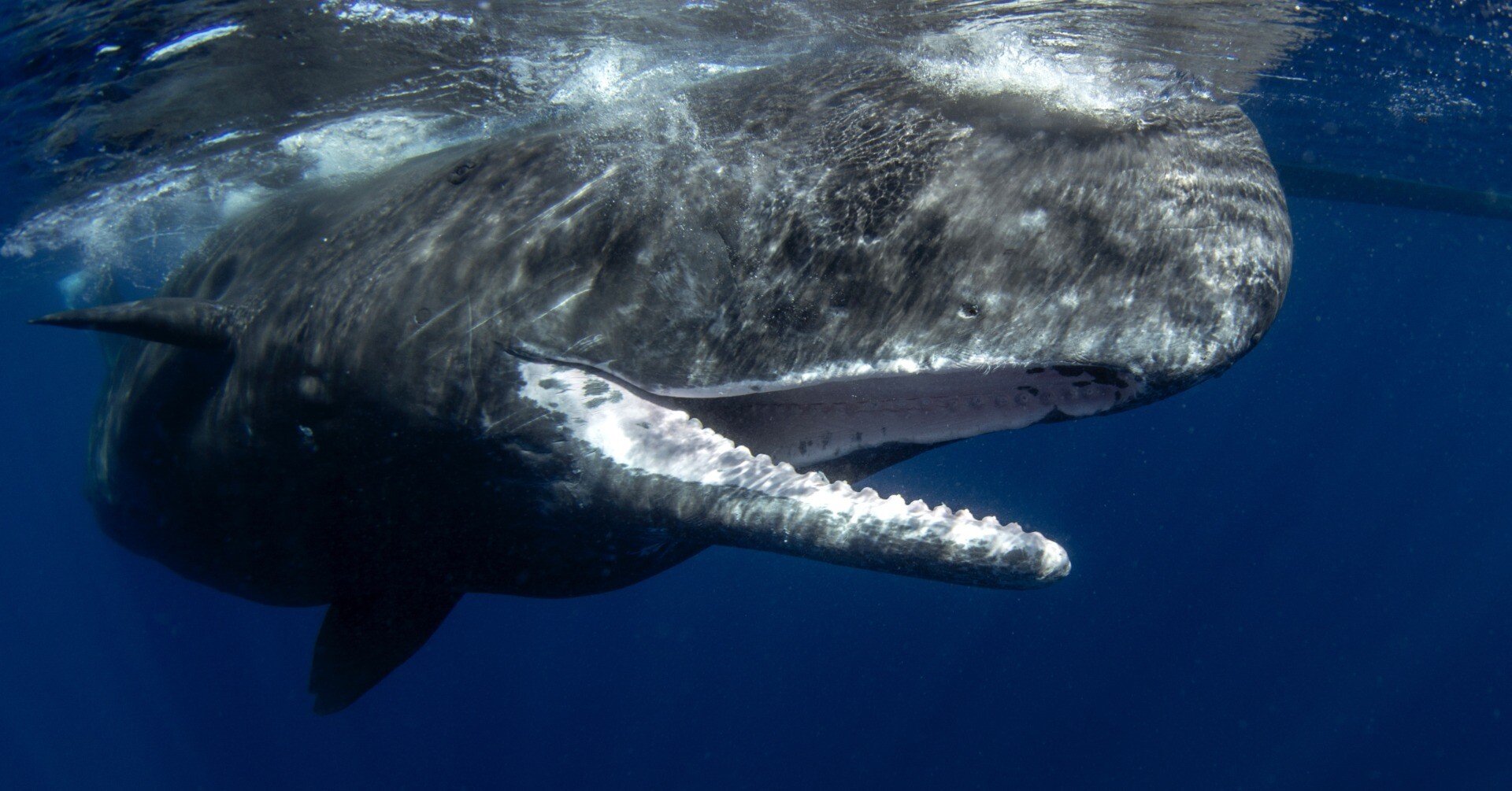 激レア コビレゴンドウ 脊椎 鯨 骨 NO.6 激レア コビレゴンドウ 脊椎 鯨 骨 NO.6