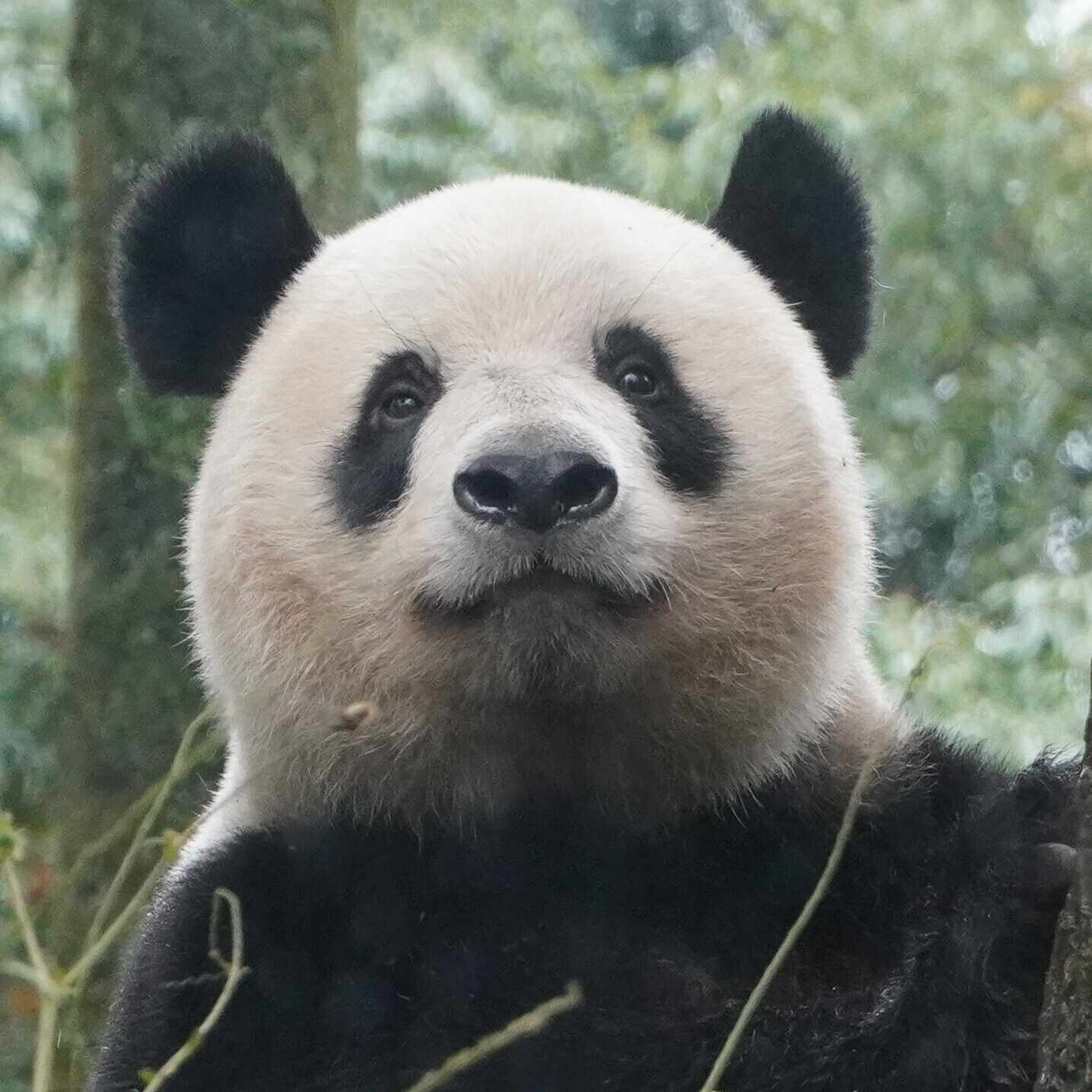 シャンシャンとの再会 雅安碧峰峡パンダ基地｜Xiangmaru 大熊猫