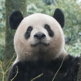Xiangmaru 大熊猫香香丸