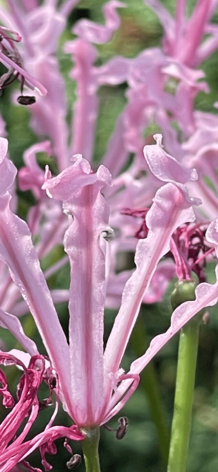 NERINE HUMILIS｜EGGSEED