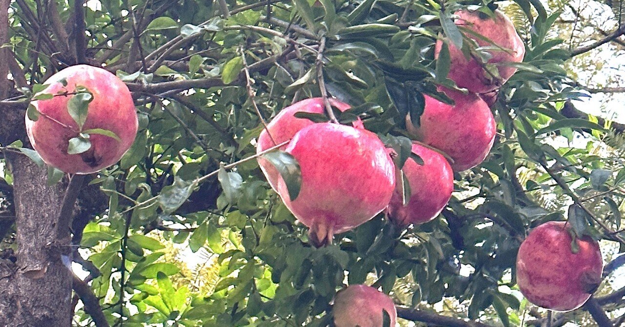 柘榴｜鈴木咲子/ Sakiko Suzuki