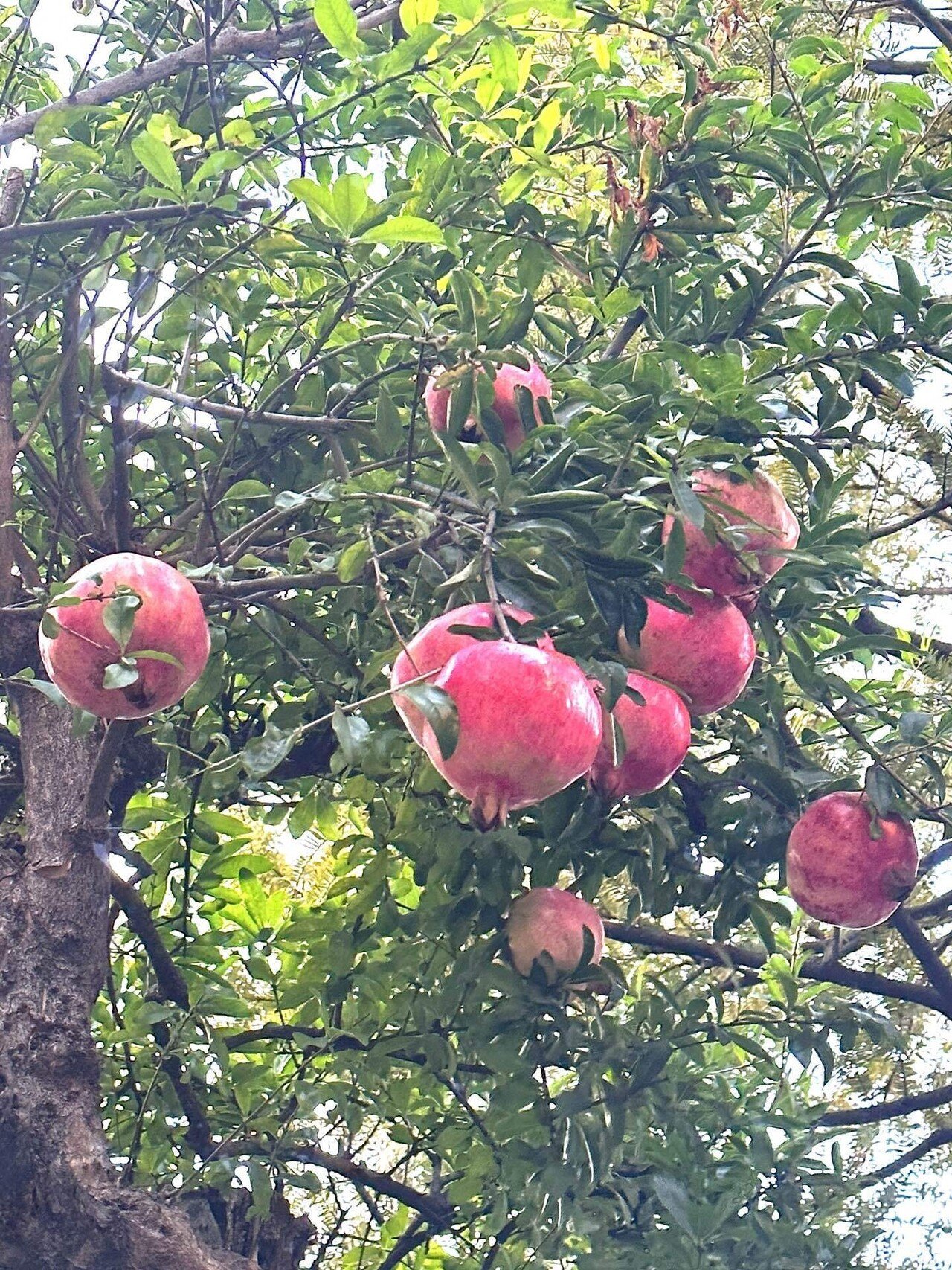 柘榴｜鈴木咲子/ Sakiko Suzuki