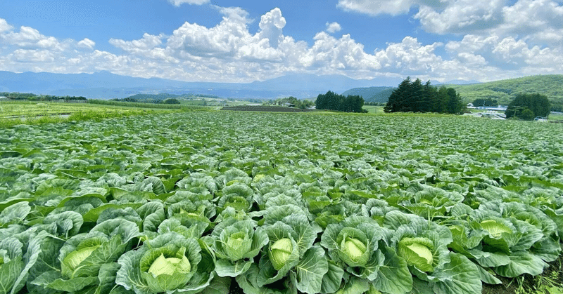 大節約時代のお料理レシピ：キャベツの芯のしょうゆゴマ油漬