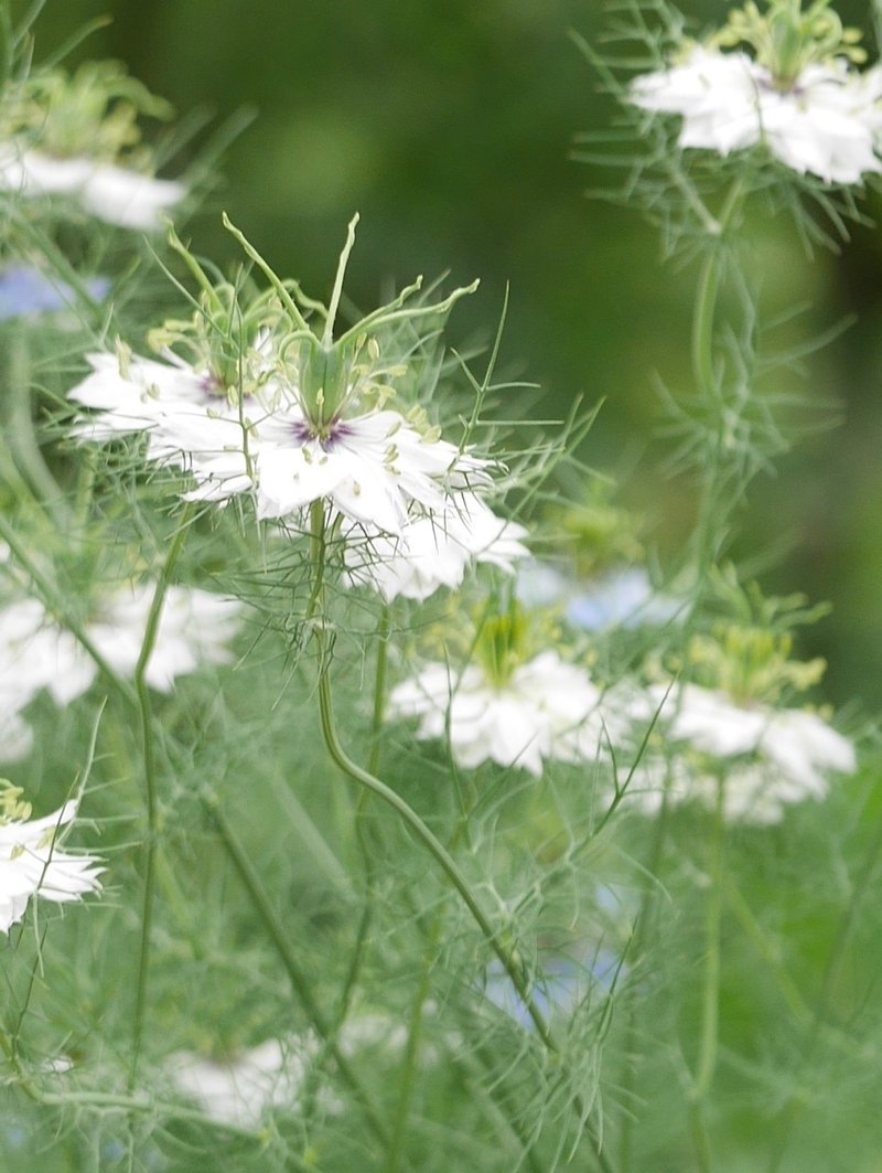 女神か 悪魔か だいすーけ Note