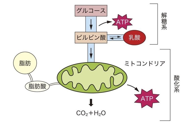 疲労するのは乳酸が溜まるから って本当 イクサポ 育成フィジカルコーチ Note 疲労するのは乳酸が溜まるから って本当 イクサポ 育成フィジカルコーチ Note