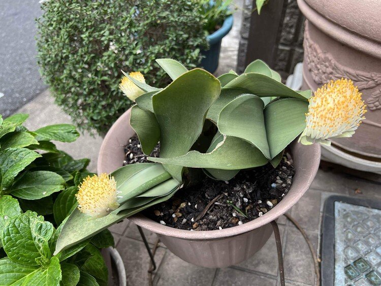 今年も我が家の並びの花好きな奥さんの家に、マユハケオモトが咲いた。種が出来るそうで、種で増やすことも出来るのだろうか。