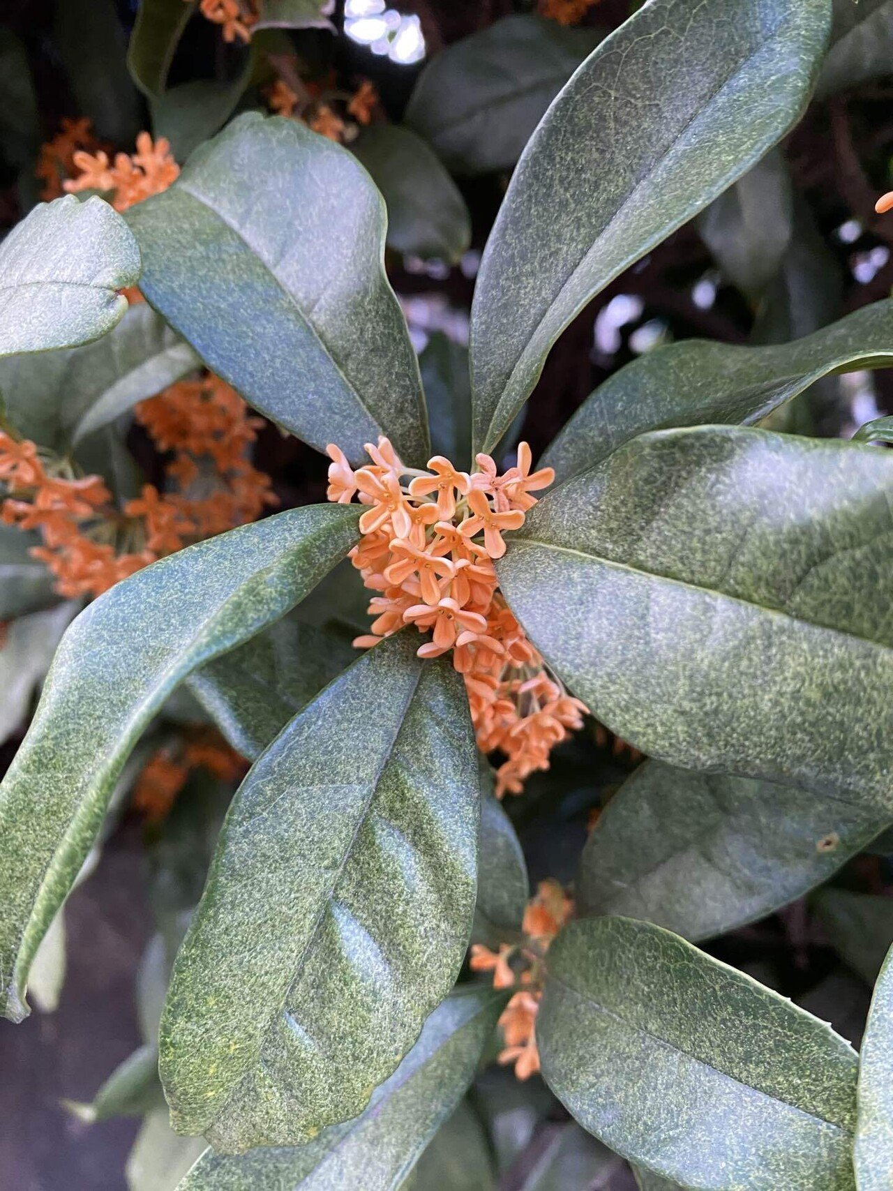 満開の金木犀｜之哲／Yuki Satoru