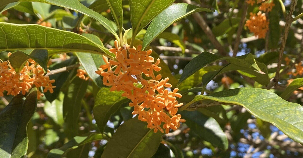 満開の金木犀｜之哲／Yuki Satoru