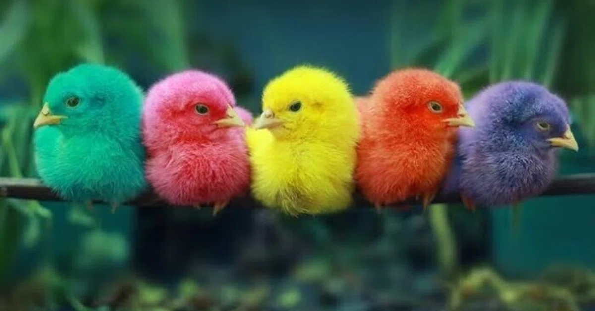 No. 2732 Bird Feather Colors (1)｜翆野 大地