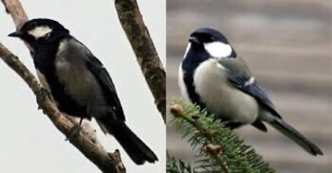 第2733回 鳥の羽の色 ⑵｜翆野 大地